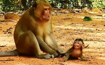 "injured baby monkey wrapped in bandages" "rescued monkey drinking milk from bottle" "monkey receiving massage therapy after injury" "electrocuted monkey recovery center care" "orphaned monkey sleeping in soft blanket"