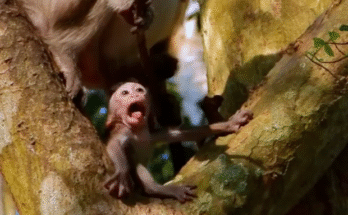 "injured baby monkey wrapped in bandages" "rescued monkey drinking milk from bottle" "monkey receiving massage therapy after injury" "electrocuted monkey recovery center care" "orphaned monkey sleeping in soft blanket"