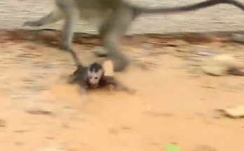 "injured baby monkey wrapped in bandages" "rescued monkey drinking milk from bottle" "monkey receiving massage therapy after injury" "electrocuted monkey recovery center care" "orphaned monkey sleeping in soft blanket"