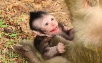 “baby monkey rejected,” “sad monkey story,” “heartbreaking animal rescue,