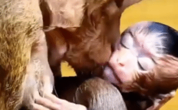 "baby monkey almost died", "monkey rescue", "monkey life", "monkey near death"