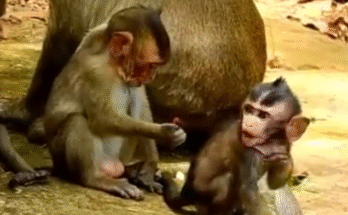 "baby monkey almost died", "monkey rescue", "monkey life", "monkey near death"
