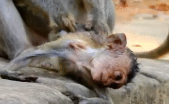 "injured baby monkey wrapped in bandages" "rescued monkey drinking milk from bottle" "monkey receiving massage therapy after injury" "electrocuted monkey recovery center care" "orphaned monkey sleeping in soft blanket"