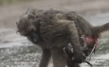 “Life begins in the wild… and this time, we witnessed it with our own eyes.”