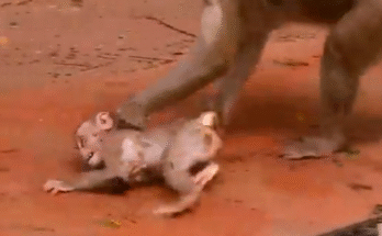 Crying baby monkey sitting alone, looking scared and heartbroken with tears in its eyes.