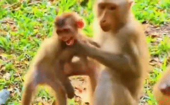 Tiny baby monkey Milo sits alone on the dirt while larger monkeys in the background reject and ignore him.