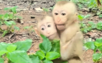 “Abandoned monkeys – what happens when social media 'pets' are no longer cute?”