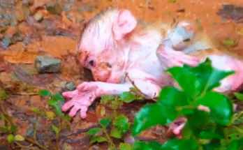 Tiny newborn monkey Max soaked in rain, curled up weak and trembling on muddy ground, rescued and revived with warmth and love.