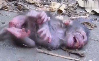Baby monkey Toby lies in dirt after falling, crying while his mother walks away without looking back.