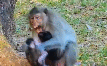 Injured baby monkey Benji lays in dirt after being attacked by a female monkey he mistook for his mother.