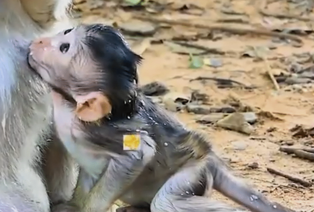 Heartbreaking Scene! Tiny baby monkey hugs mom’s leg while she tries to push him away. His eyes are full of hope — will she ever accept him? 🐒💔
