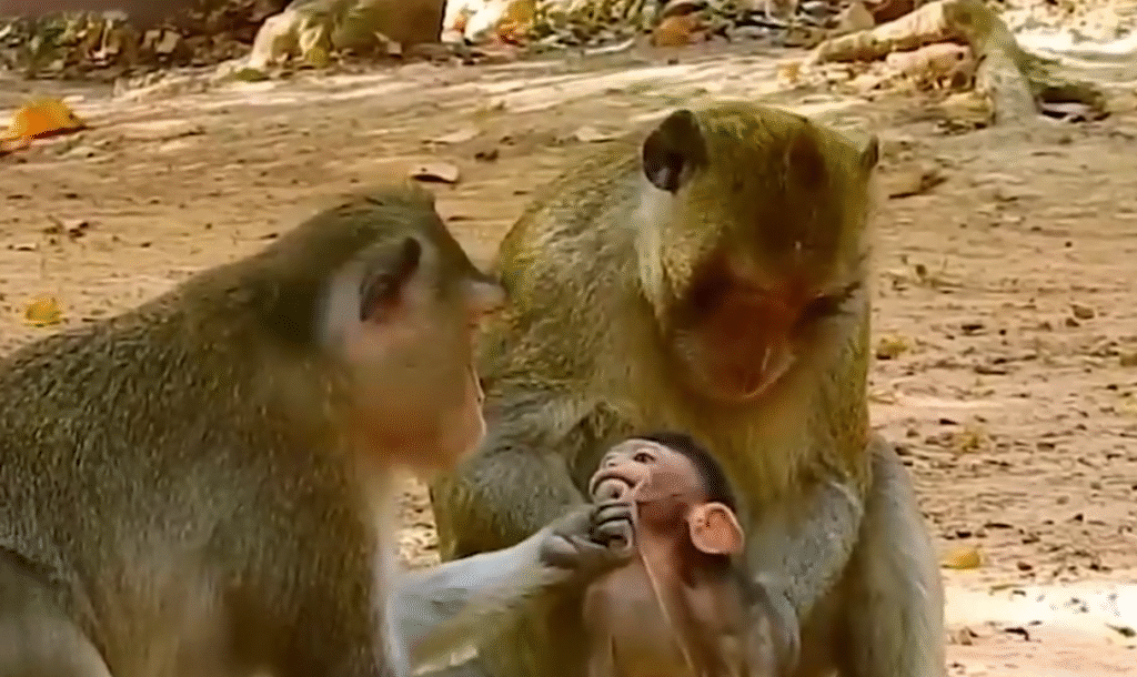 Abused and Alone! 😢 Baby monkey Ollie attacked by adult while calling for mom. She never came. What happened to her? This heartbreaking moment was all caught on camera 💔🐒