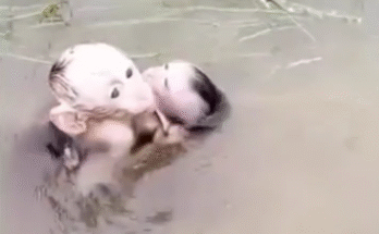 Two monkeys struggling to stay afloat in a river, one clinging to the other, exhausted and nearly drowning before rescue.