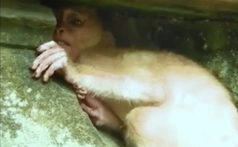 Baby monkey Tommy sits frozen at the edge of the jungle, wide-eyed and scared after being released into the wild too soon.
