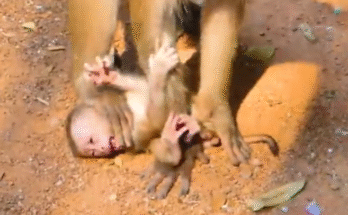 "injured baby monkey wrapped in bandages" "rescued monkey drinking milk from bottle" "monkey receiving massage therapy after injury" "electrocuted monkey recovery center care" "orphaned monkey sleeping in soft blanket"