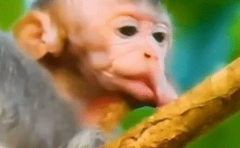Baby monkey Kimo trapped between tree roots, exhausted and scared, lying still with dirt on his face and no help in sight.