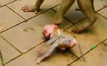 "injured baby monkey wrapped in bandages" "rescued monkey drinking milk from bottle" "monkey receiving massage therapy after injury" "electrocuted monkey recovery center care" "orphaned monkey sleeping in soft blanket"