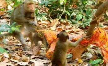 Baby monkey Timo rescued from a tight rock crevice after being stuck for hours.
