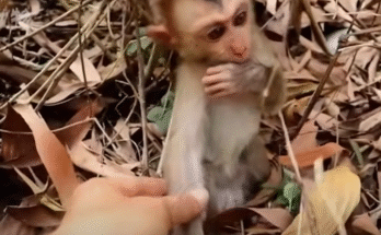 Abandoned baby monkey sits alone in the jungle, looking around for his mother, eyes filled with sadness.
