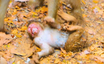 “Baby monkey Leo lies injured on the forest floor after being violently thrown by his mother, surrounded by concerned tribe members.”