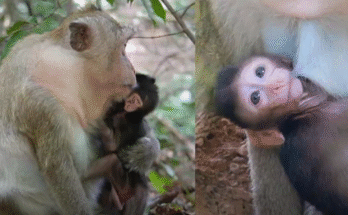 Baby monkey Mia gently drinks milk from her caregiver while clinging sweetly to their shirt.