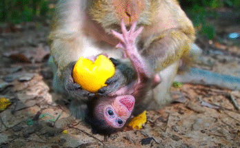 Newborn baby monkey Braxton crying softly in his mother’s arms, just moments after birth.
