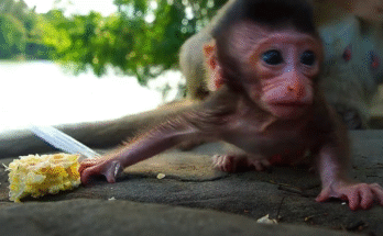 Mother monkey shields tiny Baby Maxwell in her arms after defending him from a dangerous male monkey in the jungle.