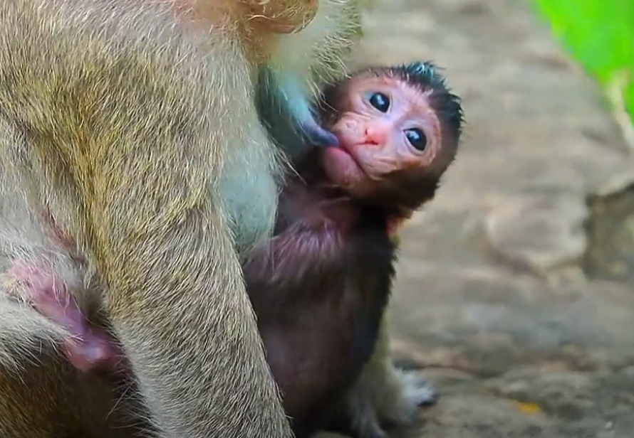 Tiny baby monkey Maxwell looks hesitant during his first day of training, clutching his hands with worried eyes.