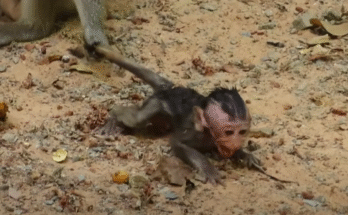 A mother monkey cradling her weak baby in the Angkor Wat forest, both eyes closed in a moment of quiet love.
