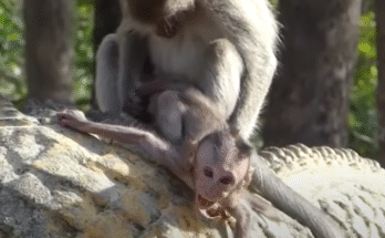 Terrified baby monkey being carried away by a large male while crying out for his mother.
