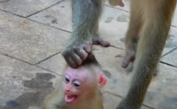 Libby the mother monkey cradles weak baby Lily while young Leo watches with concern in Angkor Wat’s forest.