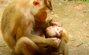 Heartbroken baby monkey Rainbow sits alone, bruised and crying after being rejected by her mother.