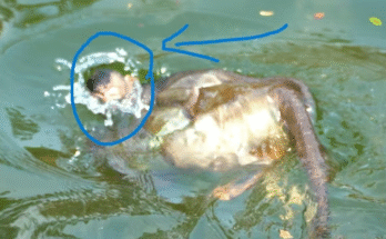 Tiny baby monkey floating in stream, eyes wide with fear, while distant mother monkey gathers fruit.