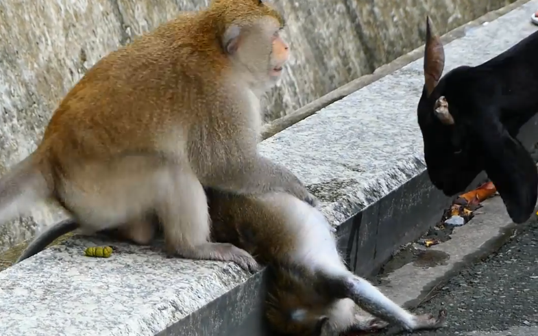 Heartbreak in the Street! 💔 A traffic accident takes her life — but he won’t let go. Watch the male monkey’s incredible loyalty as he grieves beside her body 🐒😭