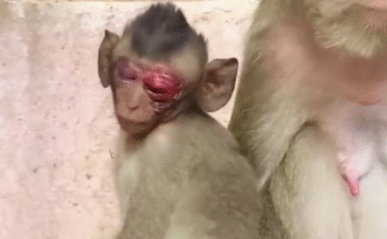 Three baby monkeys sit with visible facial injuries — swollen eyes, scratches, and blood stains — looking helpless and afraid.