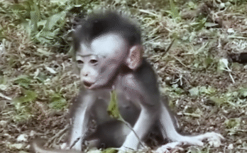 Baby monkey Lana sits alone, eyes wide with sadness, after her mother refused to let her nurse in the jungle.