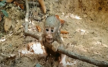 Baby monkey Nilo gazes up at his mother in the Angkor Wat forest, desperately reaching for milk, eyes full of longing and confusion.