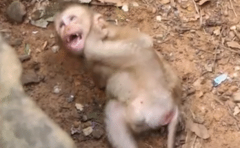 Abandoned baby monkey clutching a milk bottle while sitting alone under a forest tree root.
