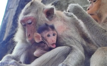 Newborn baby monkey BB lies on the forest floor, eyes barely open, abandoned and too weak to move after birth.