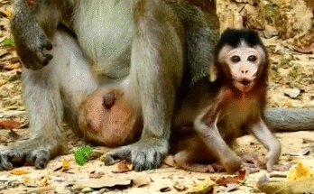 Baby monkey Milo begs his father for love but is rejected and left alone in the wild forest.