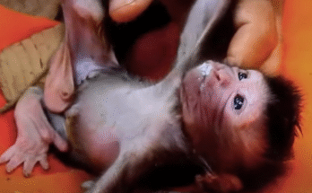 Newborn baby monkey Calvin buried in forest leaves after falling from a tree, rescued just in time.