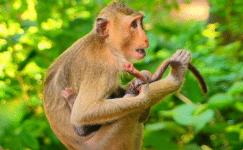 Baby monkey Mary hugs shy baby Milen tightly under a tree in the sanctuary, offering him comfort and warm