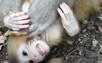 A tired baby monkey lies weakly on his mother’s arm as she gently holds him, showing deep care and love in the jungle.