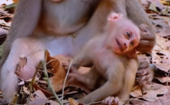 A weak baby monkey named Lily lies on the dry ground, crying for her mother who sits nearby, unresponsive.