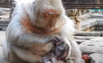 Heartbroken mother monkey inspects her lifeless baby’s mouth in desperation.