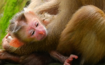 Mama monkey Rina cradles newborn baby Kimo tenderly, a perfect moment of pure love after a difficult labor.