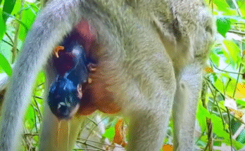 Newborn baby monkey held lovingly in mama’s arms under Angkor Wat forest canopy.