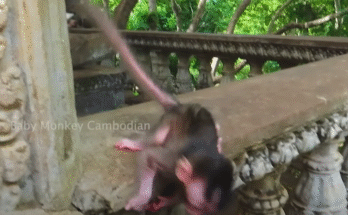 Baby monkey Bely held tightly by her mother Sina after falling, surrounded by ancient Angkor Wat forest.