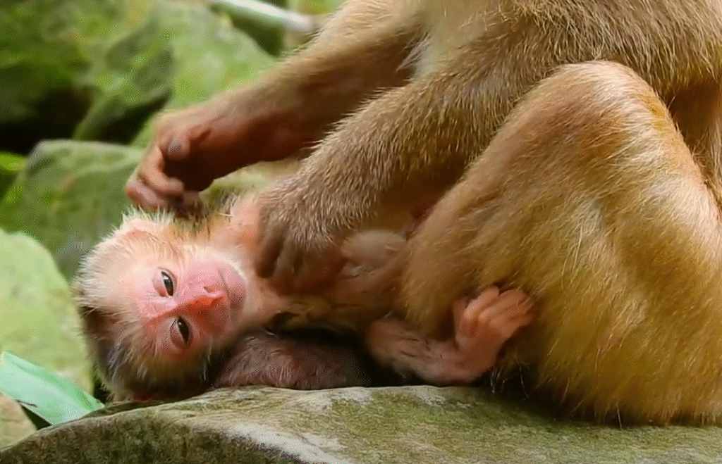 After heartbreaking loss last year, Mama Rina gives birth to a healthy baby monkey in a touching moment that brought everyone to tears. Witness the emotional first minutes of baby Kimo’s life!