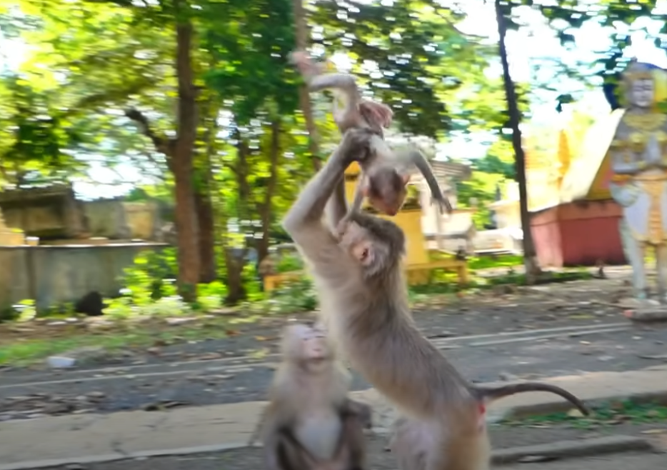 Shocking real moment in Angkor Wat â Mama monkey Lora abandons her crying baby on the ground. The forest watched as the heartbreaking decision unfolded⌠đđ